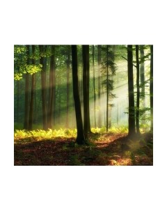 Фотообои листовые Citydecor Природа 28