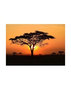 Фотообои листовые Citydecor Природа 94