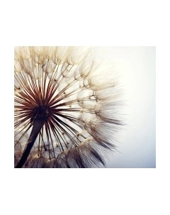 Фотообои листовые Citydecor Цветы и Растения 140