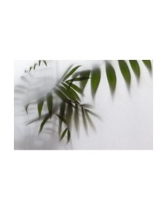 Фотообои листовые Citydecor Цветы и растения 158