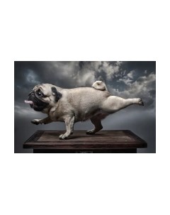 Фотообои листовые Citydecor Животные и птицы 13