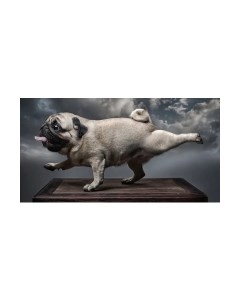 Фотообои листовые Citydecor Животные и птицы 13