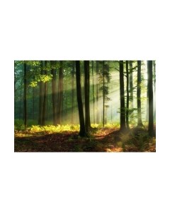 Фотообои листовые Citydecor Природа 28