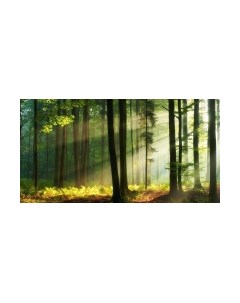 Фотообои листовые Citydecor Природа 28