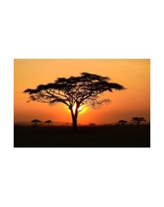 Фотообои листовые Citydecor Природа 94