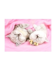 Картина по номерам Спящие котики / Х-4031 Рыжий кот