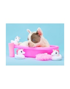 Картина по номерам Бульдог в ванне / Х-3896 Рыжий кот