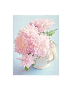 Картина по номерам Розовые георгины / Х-3954 Рыжий кот