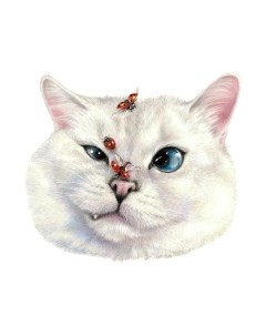 Картина по номерам Мордашка кота / Х-3865 Рыжий кот