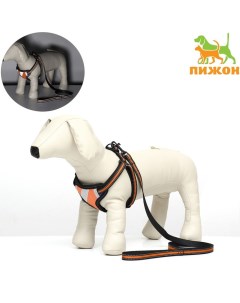 Комплект амуниции светоотражающий, размер M, ОГ 40-70 см, стропа 2 см, оранжевый Пижон