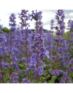 Саженец Котовник крупноцветковый, Горшок С3, 1 шт, Весна 2024 Архиленд