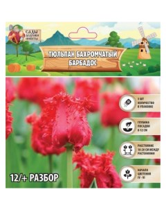 Тюльпан бахромчатый Барбадос, р-р 12+, 5 шт, Весна 2025 Сады дедушки никиты