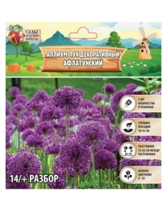 Аллиум лук декоративный Афлатунский, многолетник, луковица, р-р 14/+, 5 шт. Сады дедушки никиты