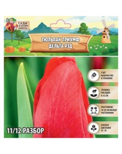 Тюльпан Триумф Дельта Рэд, р-р 11/12, 5 шт, Весна 2025 Сады дедушки никиты