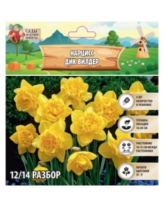 Нарцисс Дик вилдер, р-р 12/14, 4 шт, Весна 2025 Сады дедушки никиты