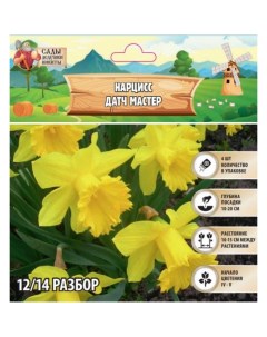 Нарцисс «Датч мастер», луковица в пакете с перфорацией, р-р 12/14, 4 шт. Сады дедушки никиты