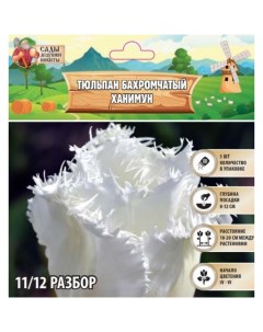 Тюльпан бахромчатый Ханимун, р-р 11/12, 5 шт, Осень 2024 Сады дедушки никиты