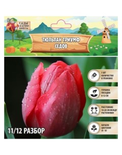 Тюльпан триумф Седов, р-р 11/12, 5 шт, Осень 2024 Сады дедушки никиты