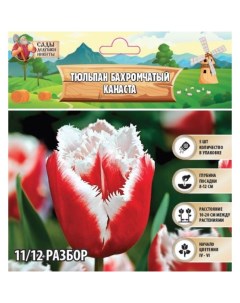 Тюльпан бахромчатый Канаста, р-р 11/12, 5 шт, Весна 2025 Сады дедушки никиты