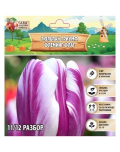 Тюльпан триумф Флеминг Флаг, р-р 11/12, 5 шт, Осень 2024 Сады дедушки никиты