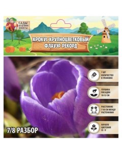 Крокус крупноцветковый Флауэр Рекорд, р-р 7/8, 7 шт, Весна 2025 Сады дедушки никиты