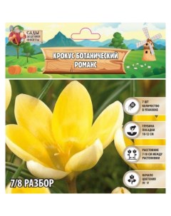 Крокус ботанический «Романс», луковица в пакете с перфорацией, р-р 7/8, 7 шт. Сады дедушки никиты