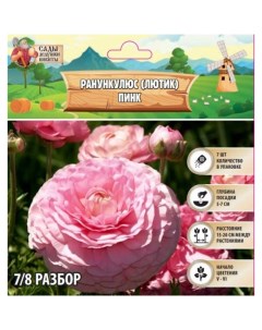 Ранункулюс (Лютик) Пинк, р-р 7/8, 7 шт, Весна 2025 Сады дедушки никиты