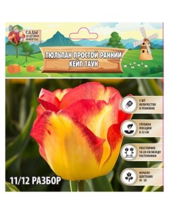 Тюльпан простой ранний Кейп Таун, р-р 11/12, 5 шт, Осень 2024 Сады дедушки никиты