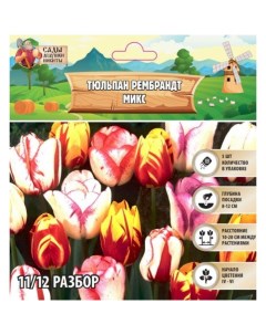 Тюльпан рембрандт Микс, р-р 11/12, 5 шт, Весна 2025 Сады дедушки никиты