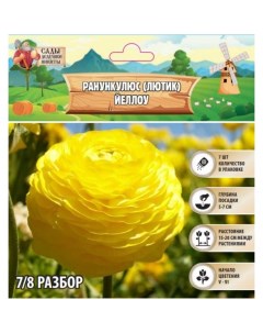 Ранункулюс (Лютик) Йеллоу, р-р 7/8, 7 шт, Весна 2025 Сады дедушки никиты