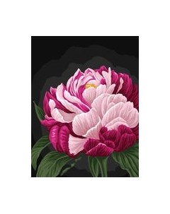 Картина по номерам Три совы Цвет пиона / КК_53817