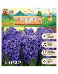 Гиацинт восточный Аида, р-р 14/15, 4 шт, Весна 2025 Сады дедушки никиты