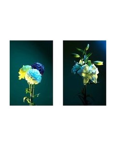 Постеры Citydecor Цветы 15