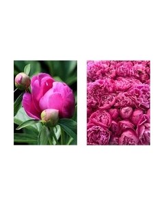 Постеры Citydecor Пионы 2