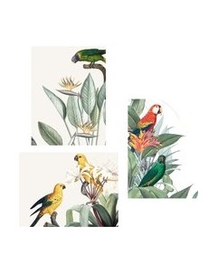 Постеры Citydecor Попугайчики 2