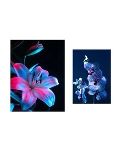 Постеры Citydecor Цветы 22