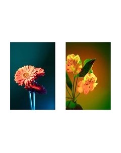 Постеры Citydecor Цветы 19