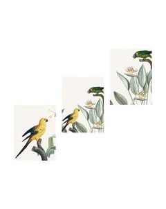 Постеры Citydecor Попугайчики 5