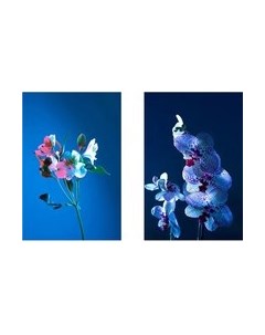 Постеры Citydecor Цветы 18