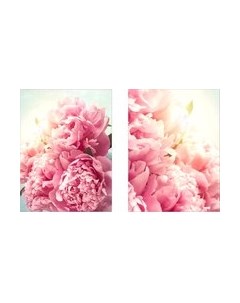 Постеры Пионы 1 Citydecor
