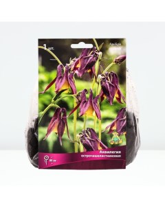 Аквилегия острочашелистиковая, корневище в торфогрунте, р-р I, 1 шт. Поиск