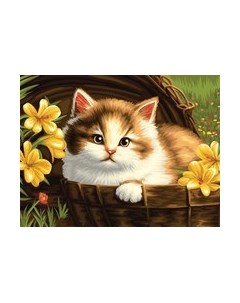 Картина по номерам Три совы Котенок в корзине / КХ3040_53844