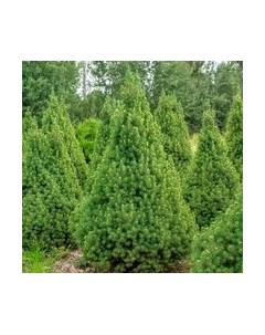 Саженец дерева Красный клен Ель канадская Conica