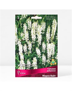 Сальвия дубравная (Шалфей) Мерло Вайт, I р-р, 1 шт., 30-40 h(см) Поиск