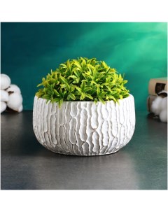 Кашпо «Томми» 16×16×10 см Take it easy