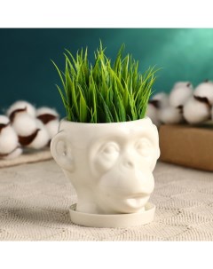 Горшок для цветов «Голова обезьяны», керамический, 170 мл, 10×9×8 см, с поддоном, белый Take it easy