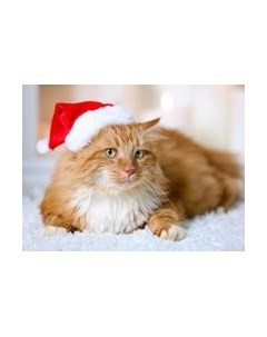 Картина по номерам Новогодний Рыжик / Х-7522 Рыжий кот