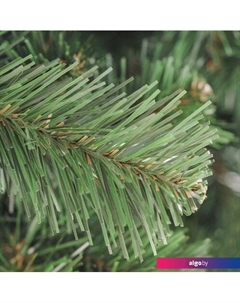 Ель Арктика 1.8 м Бифорес