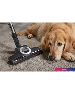 Пылесос Complete C3 Cat & Dog Flex SGEF5 (оранжевый) Miele