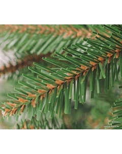 Ель Свирк (зеленый) 1.9 м Бифорес